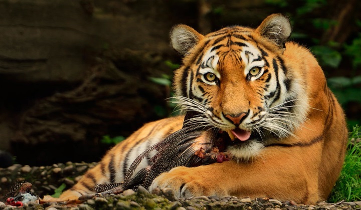 Тигр: портрет хищника