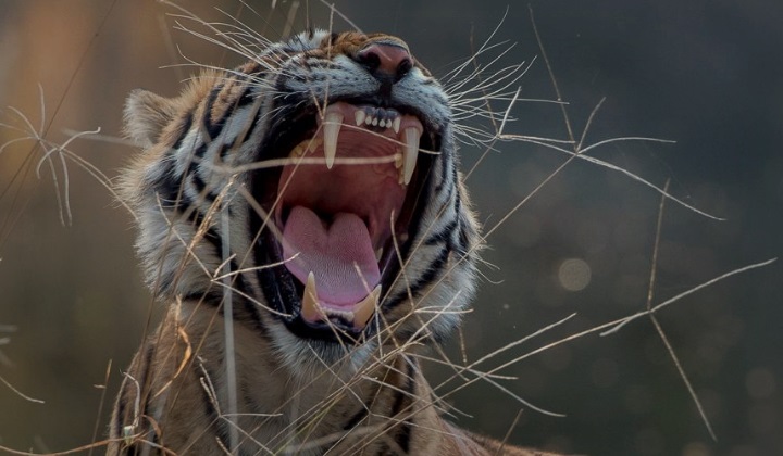 Необычные повадки тигра