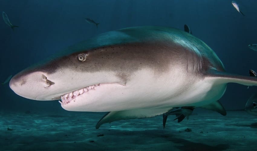 Правда ли, что акула может учуять каплю крови за километр?