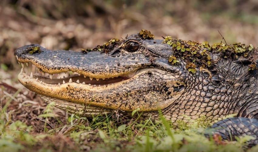 Какая разница между крокодилом и аллигатором?