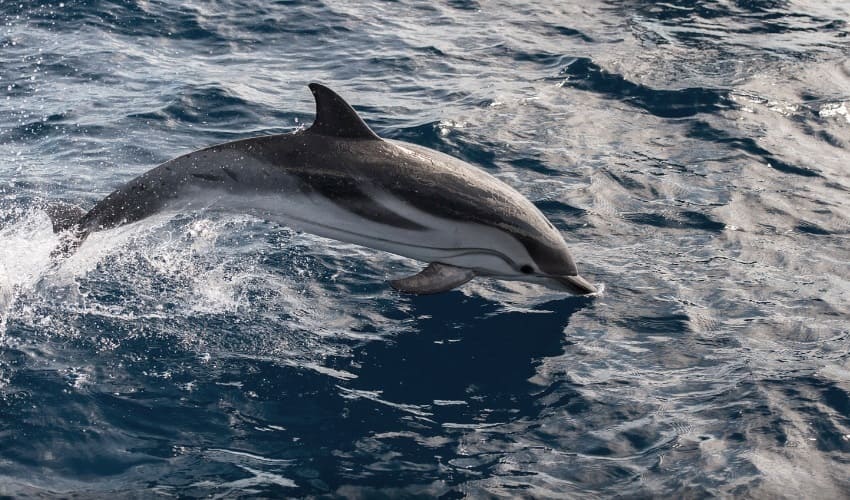 Чем дельфин отличается от морской свиньи?