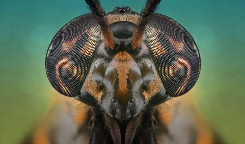 Почему у насекомых такие странные глаза?