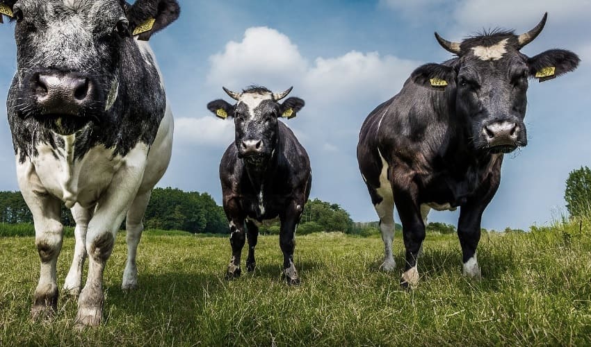 Почему коровы дают так много молока?