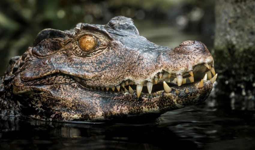 Правда ли, что крокодилы — это живые динозавры?