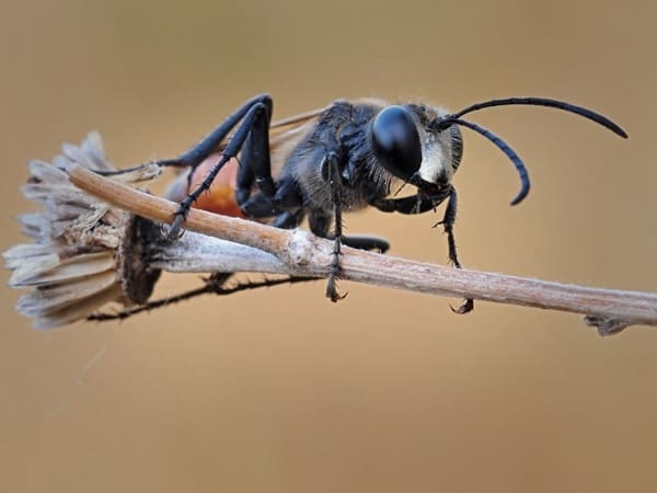 почему насекомых так много, почему на земле много насекомых, почему насекомых много