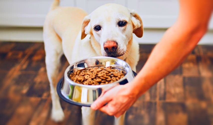 Рекомендации по сухому корму для собак от зоомагазина онлайн