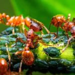 Аксессуары для муравьиной фермы