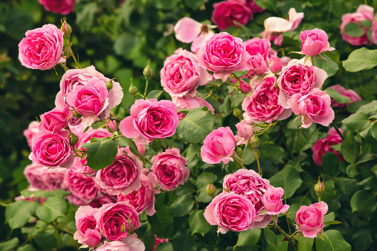 Чем отличаются розы разных сортов друг от друга?